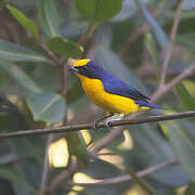 Thick-billed Euphonia