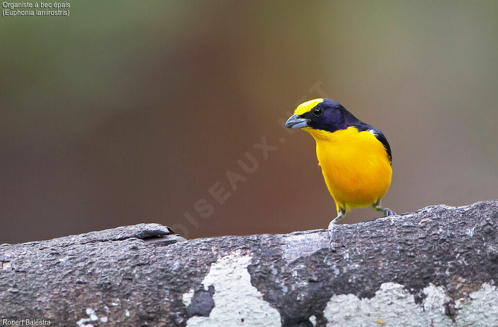 Thick-billed Euphonia