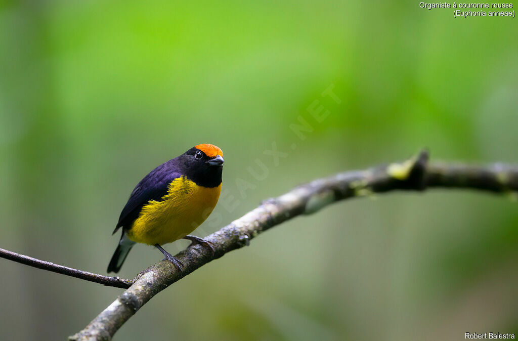 Tawny-capped Euphonia