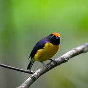 Tawny-capped Euphonia