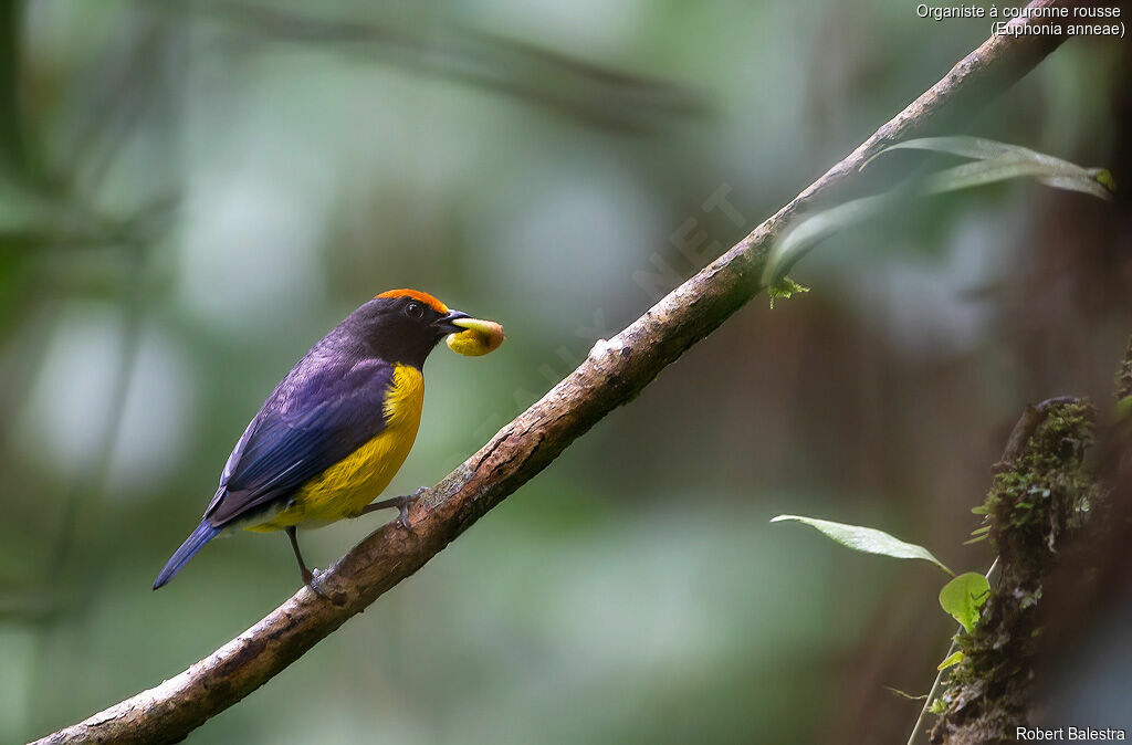 Tawny-capped Euphonia