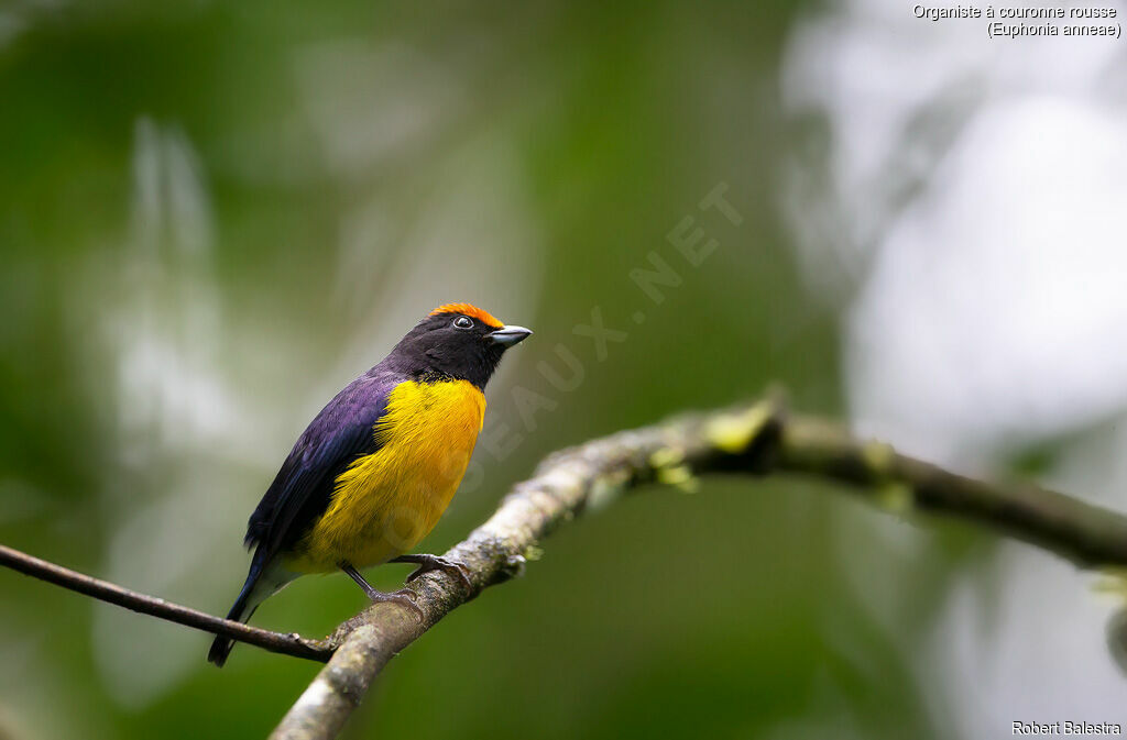 Tawny-capped Euphonia