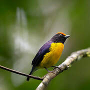 Tawny-capped Euphonia