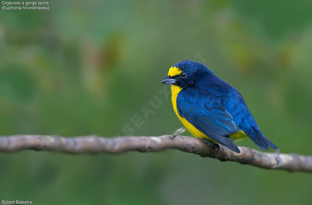 Yellow-throated Euphonia male