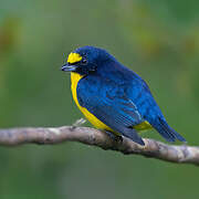 Yellow-throated Euphonia