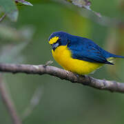 Yellow-throated Euphonia