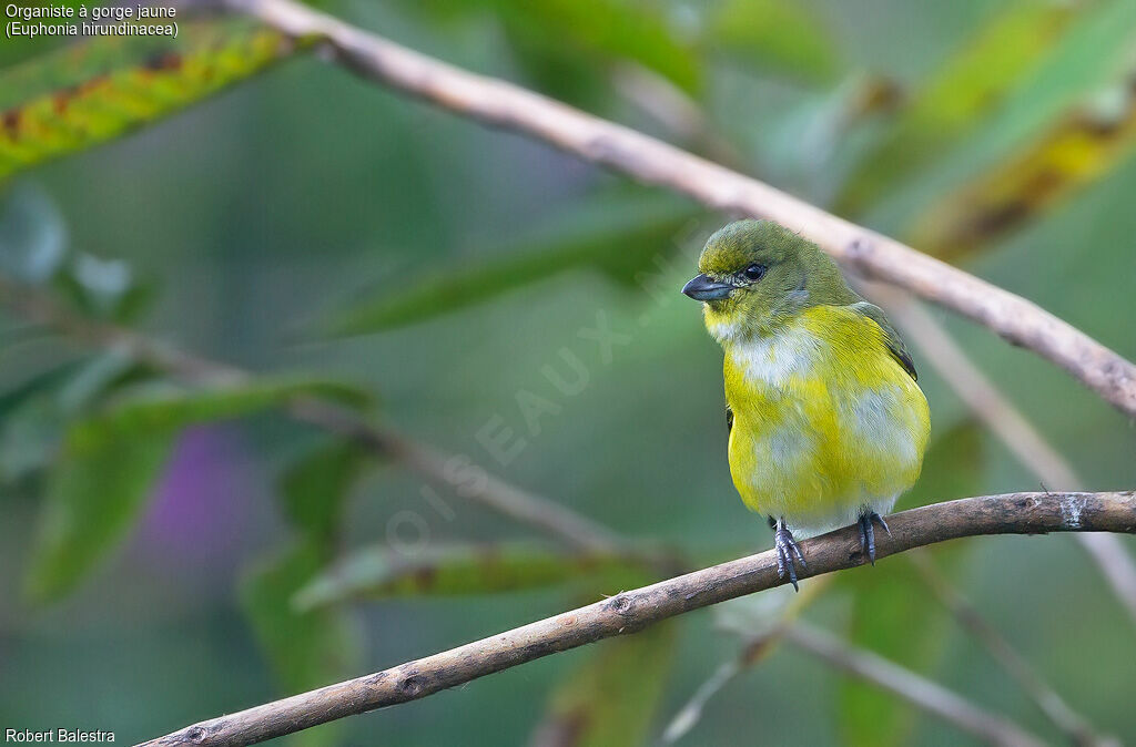 Yellow-throated Euphonia female