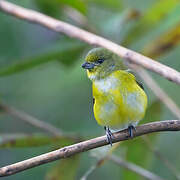 Yellow-throated Euphonia