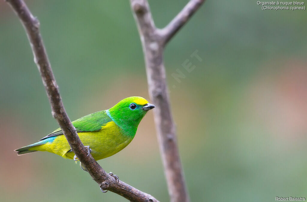 Blue-naped Chlorophonia