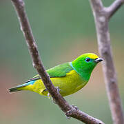 Blue-naped Chlorophonia