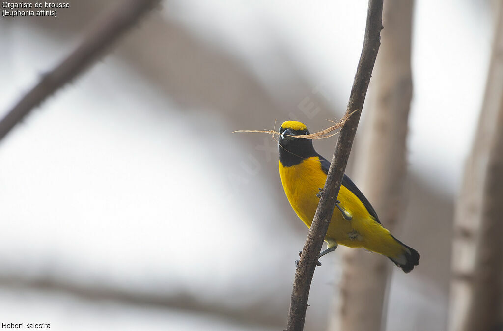 Scrub Euphonia