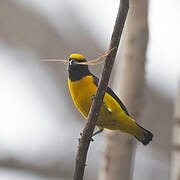 Scrub Euphonia