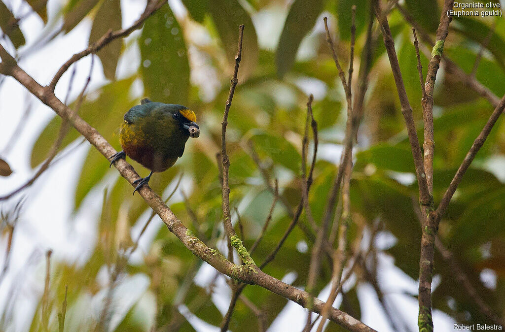 Olive-backed Euphonia