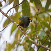 Olive-backed Euphonia