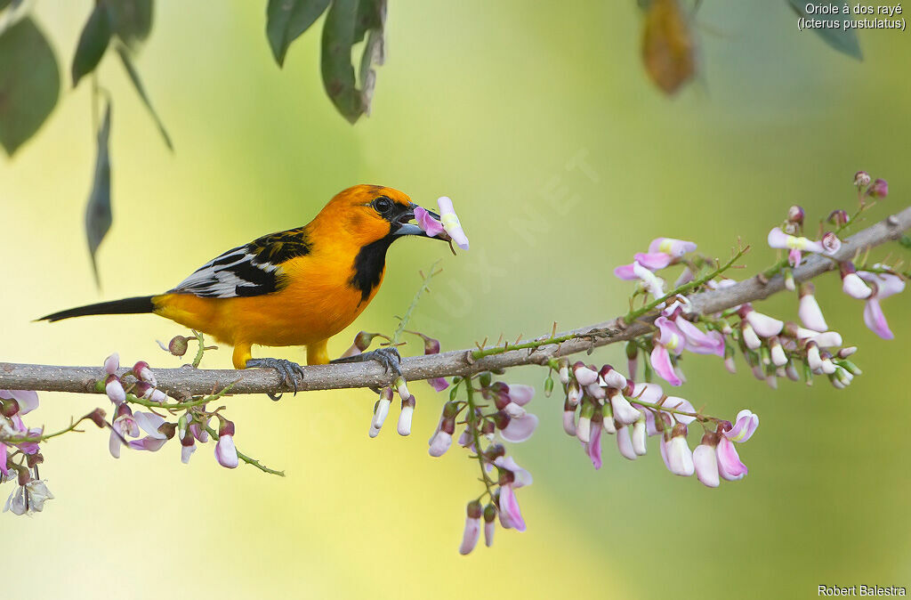 Streak-backed Oriole