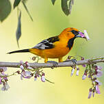 Oriole à dos rayé