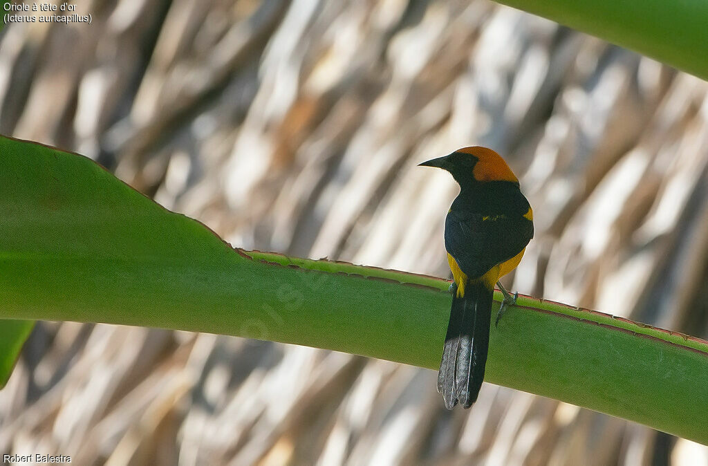 Oriole à tête d'or