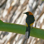 Oriole à tête d'or