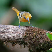 Baltimore Oriole