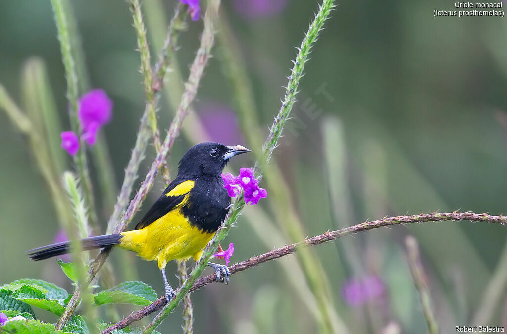 Black-cowled Oriole