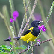 Black-cowled Oriole