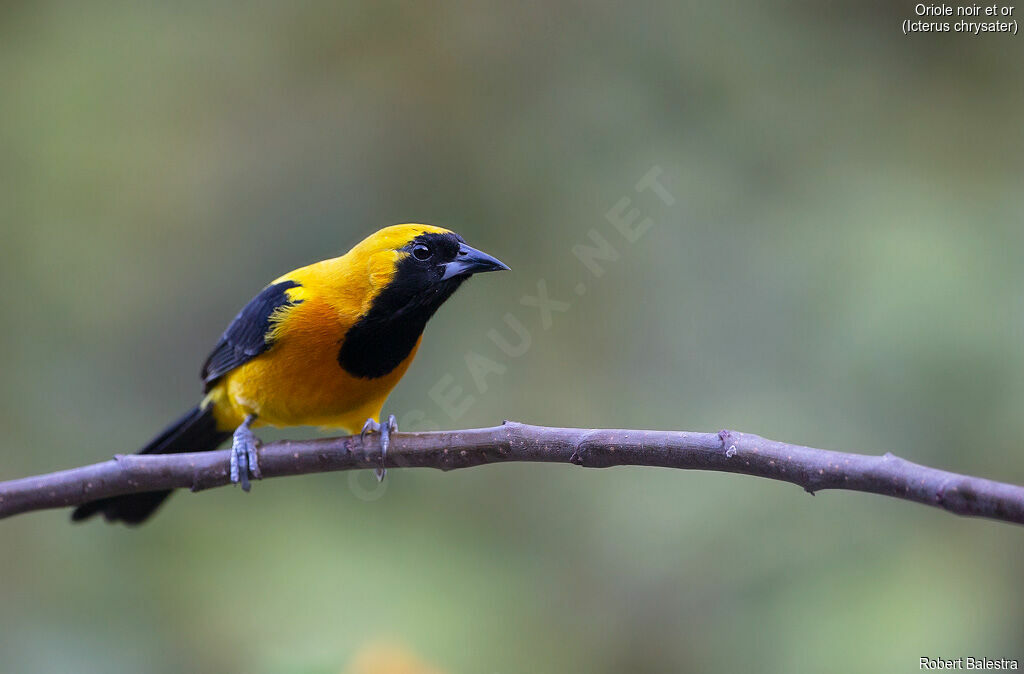 Yellow-backed Oriole