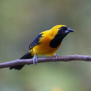 Yellow-backed Oriole