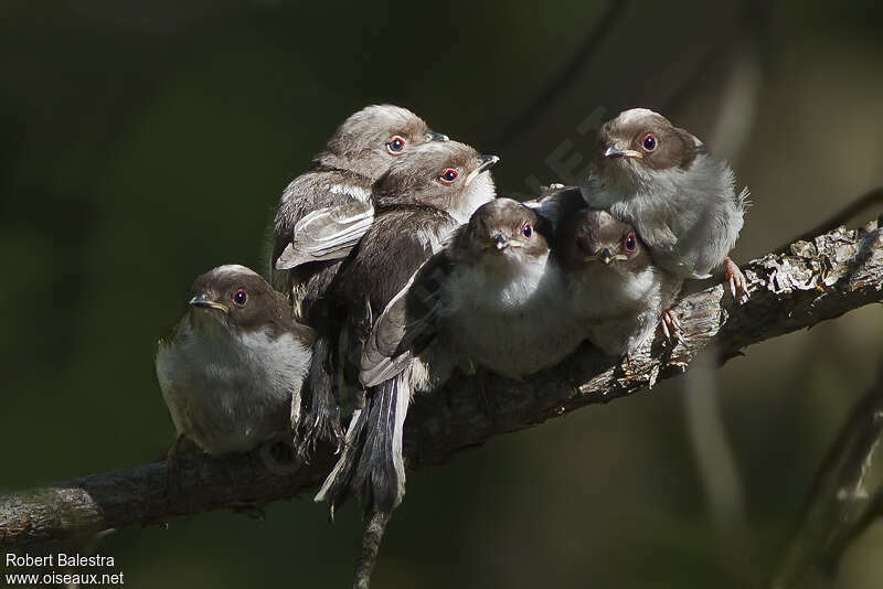 Long-tailed Tit, Reproduction-nesting