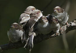 Long-tailed Tit