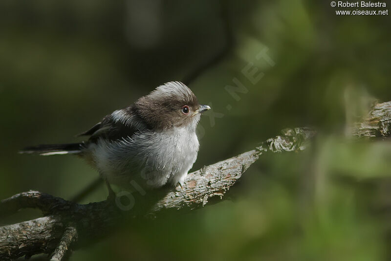 Long-tailed Titjuvenile