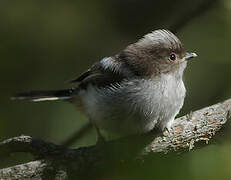 Long-tailed Tit