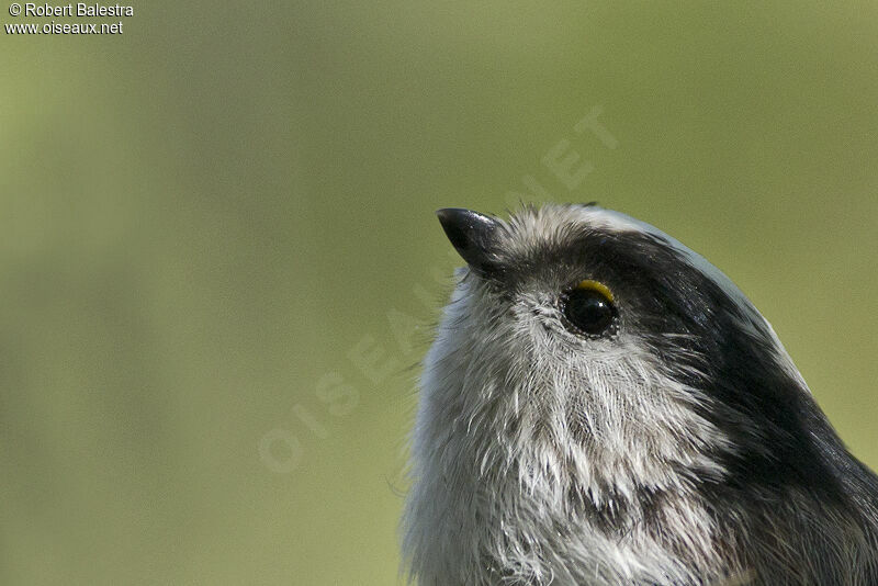 Long-tailed Tit