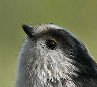 Long-tailed Tit