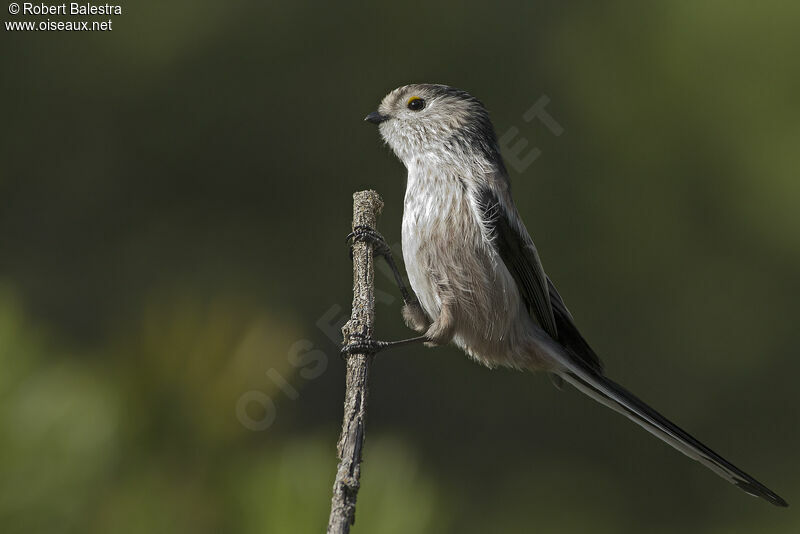 Long-tailed Tit