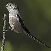 Long-tailed Tit