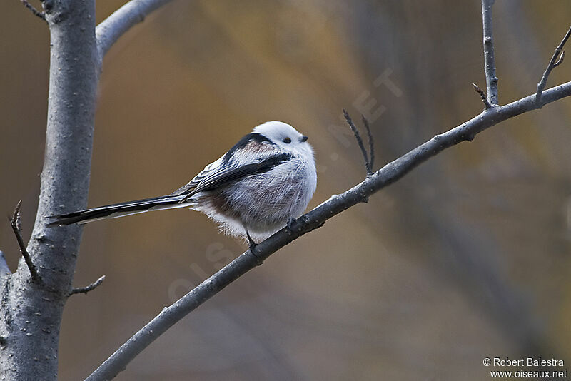 Long-tailed Tit