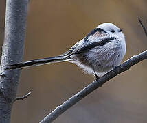 Long-tailed Tit