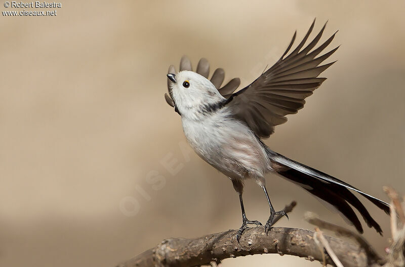 Long-tailed Tit