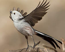 Long-tailed Tit