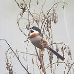 Orite à tête rousse