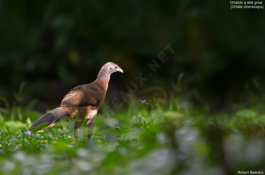 Grey-headed Chachalaca