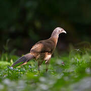 Grey-headed Chachalaca