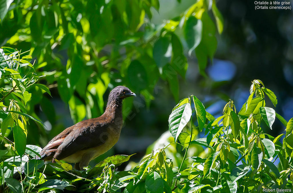 Grey-headed Chachalaca