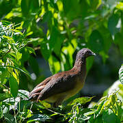 Grey-headed Chachalaca