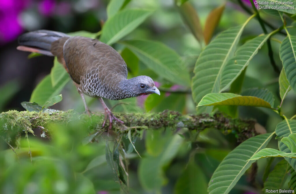 Colombian Chachalaca