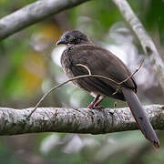 Speckled Chachalaca