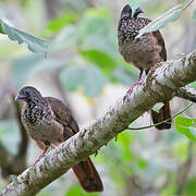 Speckled Chachalaca