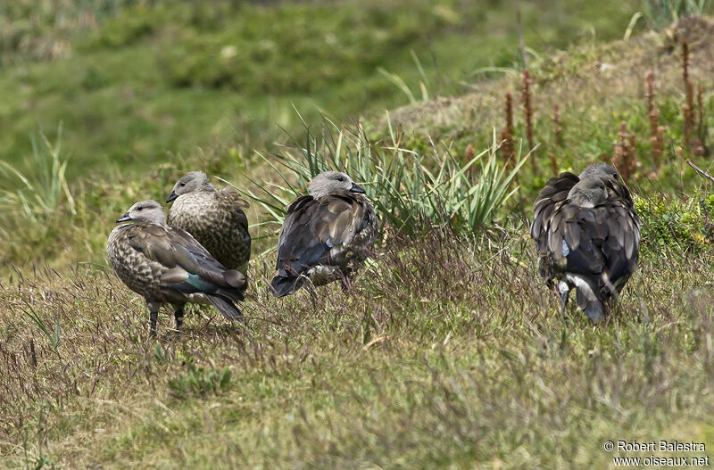 Blue-winged Goose