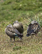 Blue-winged Goose