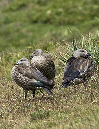 Ouette à ailes bleues